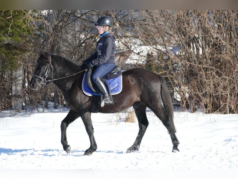 Huçul / Hucul / Huzul Castrone 4 Anni 146 cm Morello in Ramsau