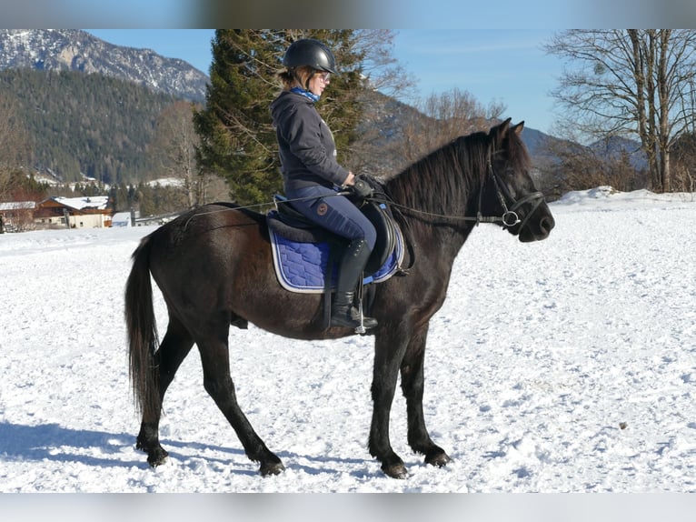 Huçul / Hucul / Huzul Castrone 4 Anni 146 cm Morello in Ramsau