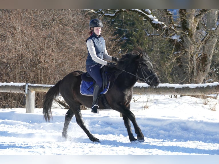 Huçul / Hucul / Huzul Castrone 4 Anni 146 cm Morello in Ramsau