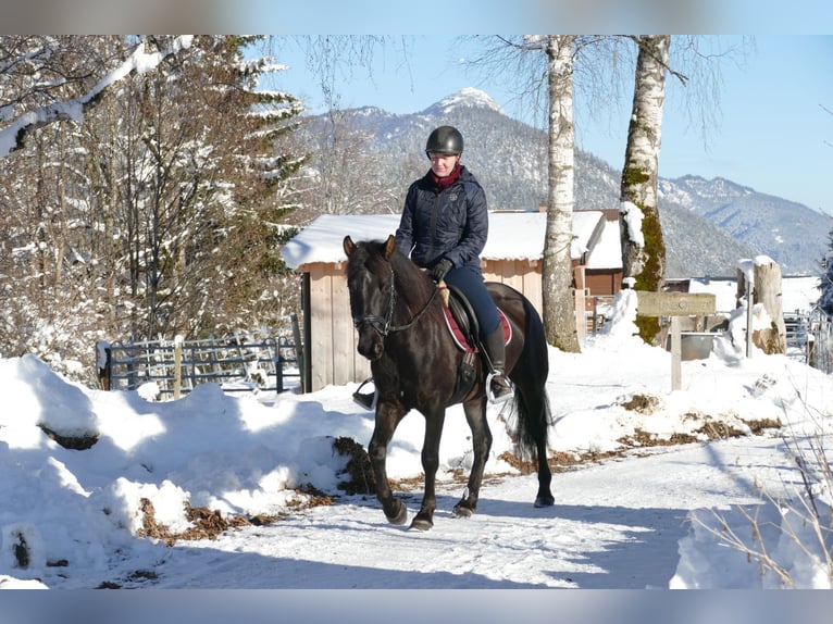 Huçul / Hucul / Huzul Castrone 4 Anni 147 cm Morello in Ramsau/D