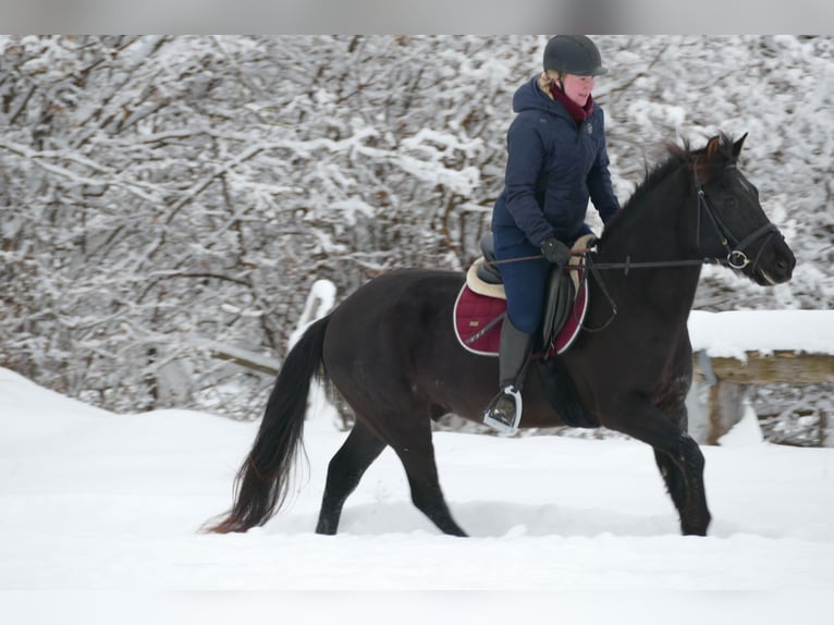 Huçul / Hucul / Huzul Castrone 4 Anni 147 cm Morello in Ramsau/D