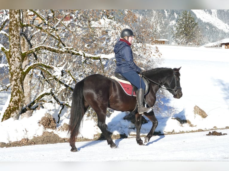 Huçul / Hucul / Huzul Castrone 4 Anni 147 cm Morello in Ramsau/D