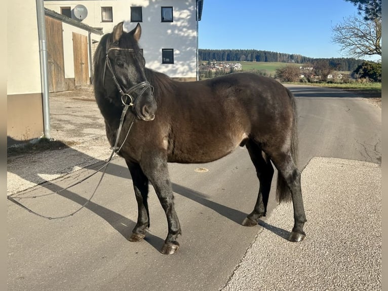 Huçul / Hucul / Huzul Castrone 4 Anni 150 cm Morello in Pelmberg