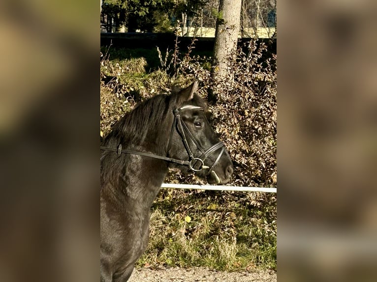 Huçul / Hucul / Huzul Castrone 4 Anni 150 cm Morello in Pelmberg