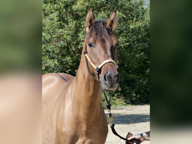 Huçul / Hucul / Huzul Mix Castrone 4 Anni 151 cm Falbo in WindhagenWindhagen