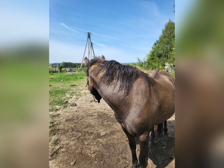 Huçul / Hucul / Huzul Castrone 4 Anni 168 cm Pelle di daino in Dynów