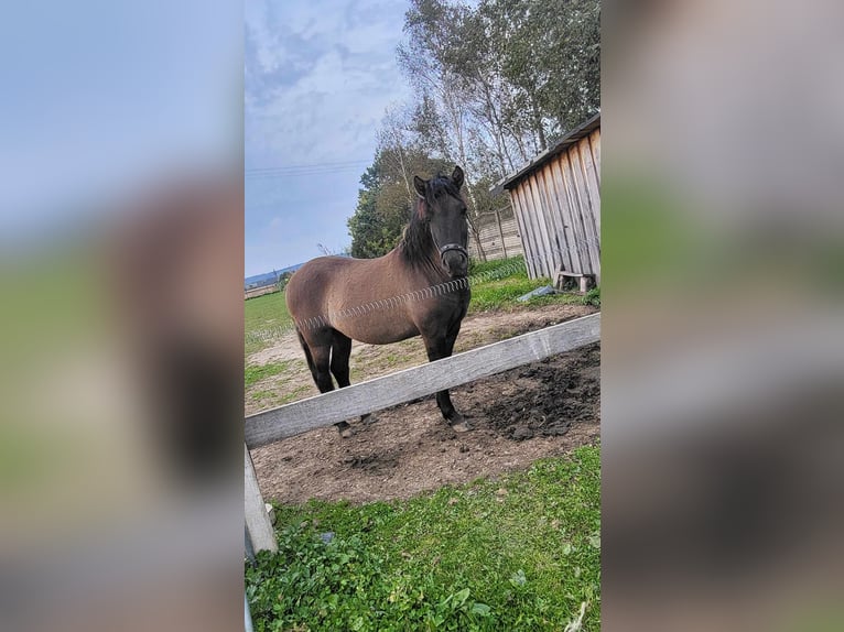 Huçul / Hucul / Huzul Castrone 4 Anni 168 cm Pelle di daino in Dynów