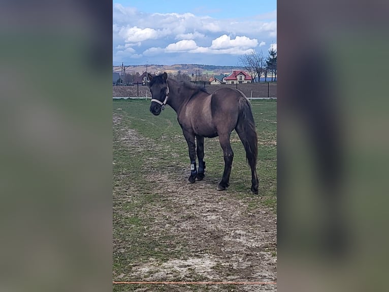 Huçul / Hucul / Huzul Castrone 4 Anni 168 cm Pelle di daino in Dynów