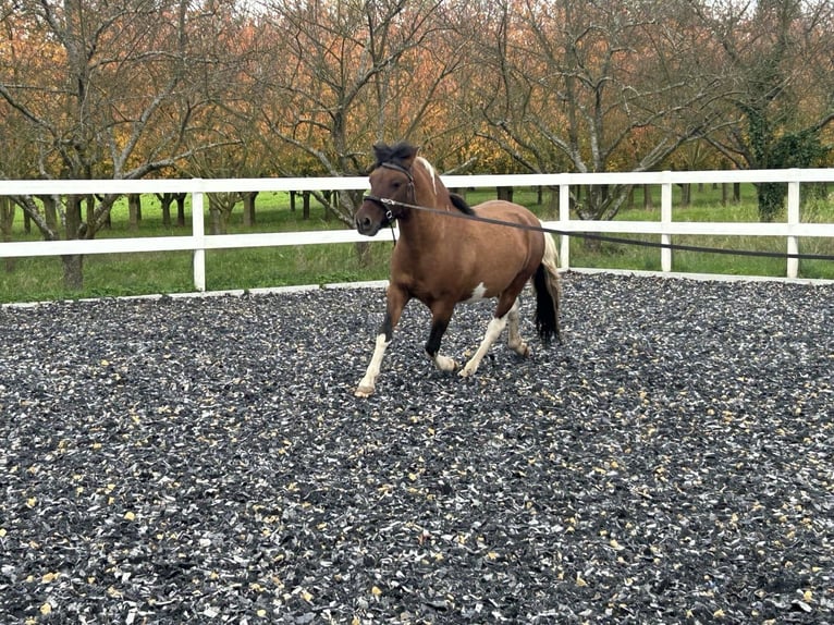 Huçul / Hucul / Huzul Castrone 5 Anni 136 cm Pezzato in Sasbach