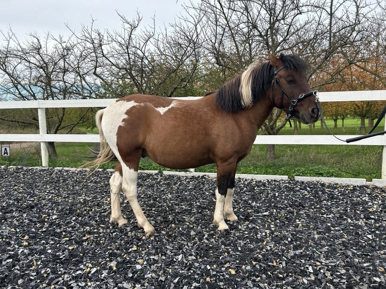 Huçul / Hucul / Huzul Castrone 5 Anni 136 cm Pezzato in Sasbach