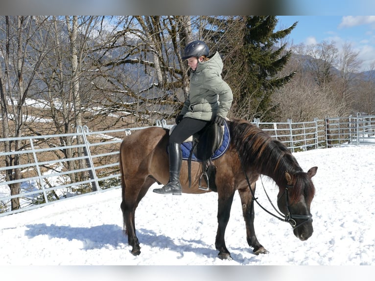 Huçul / Hucul / Huzul Castrone 5 Anni 141 cm Falbo in Ramsau