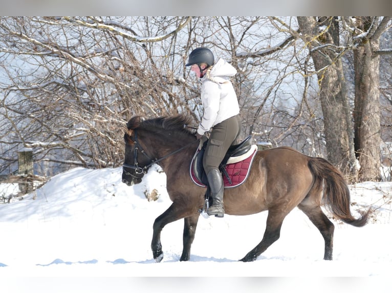 Huçul / Hucul / Huzul Castrone 5 Anni 141 cm Falbo in Ramsau