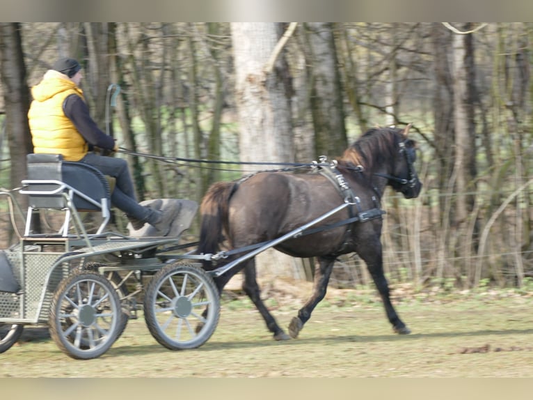 Huçul / Hucul / Huzul Castrone 5 Anni 141 cm Falbo in Ramsau