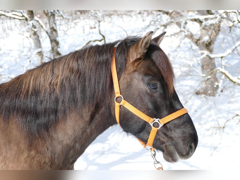 Huçul / Hucul / Huzul Castrone 5 Anni 141 cm Falbo in Ramsau