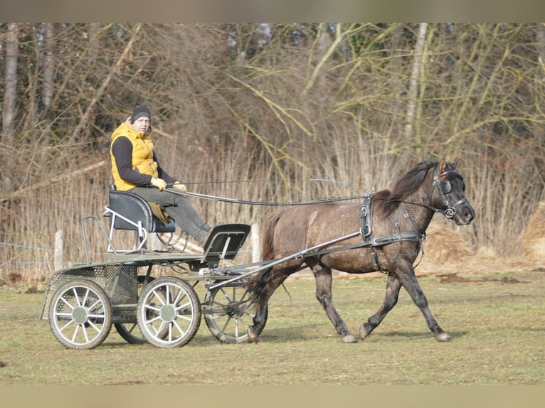 Huçul / Hucul / Huzul Castrone 5 Anni 141 cm Falbo in Ramsau