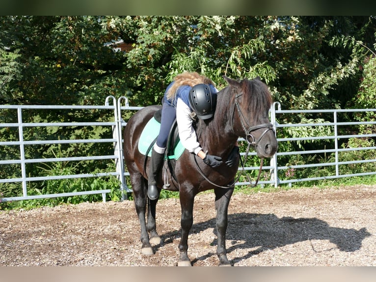 Huçul / Hucul / Huzul Castrone 5 Anni 143 cm Morello in Ramsau