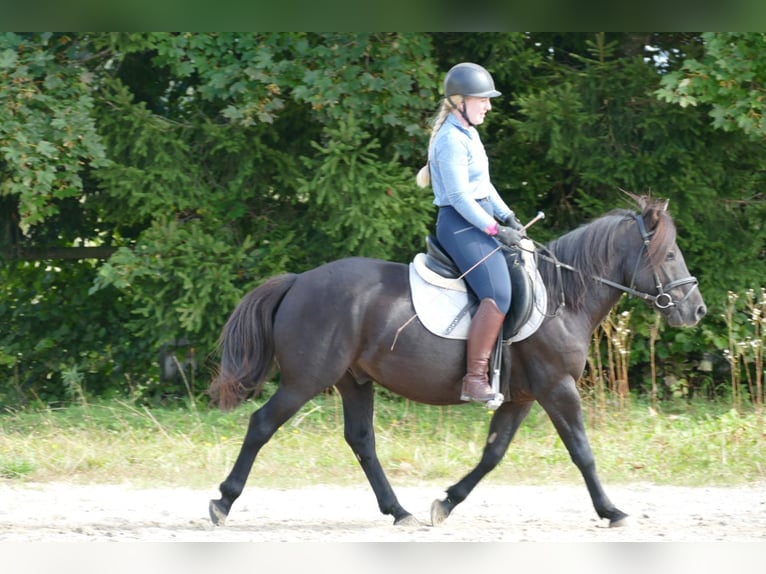 Huçul / Hucul / Huzul Castrone 5 Anni 143 cm Morello in Ramsau