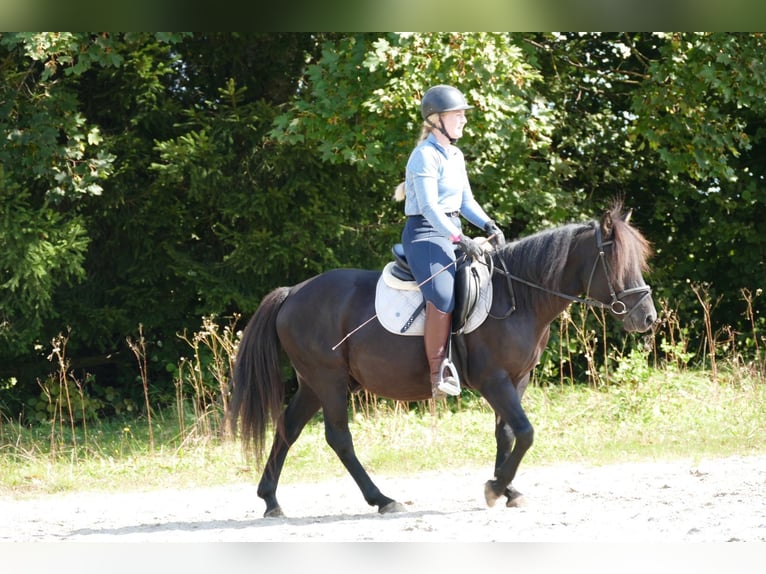 Huçul / Hucul / Huzul Castrone 5 Anni 143 cm Morello in Ramsau