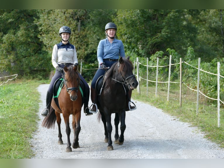 Huçul / Hucul / Huzul Castrone 5 Anni 143 cm Morello in Ramsau