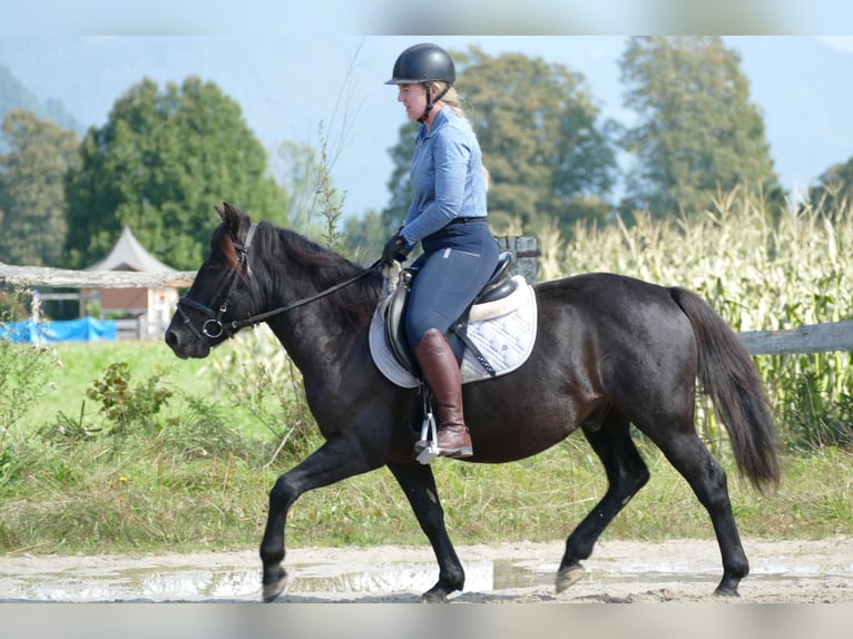 Huçul / Hucul / Huzul Castrone 5 Anni 143 cm Morello in Ramsau