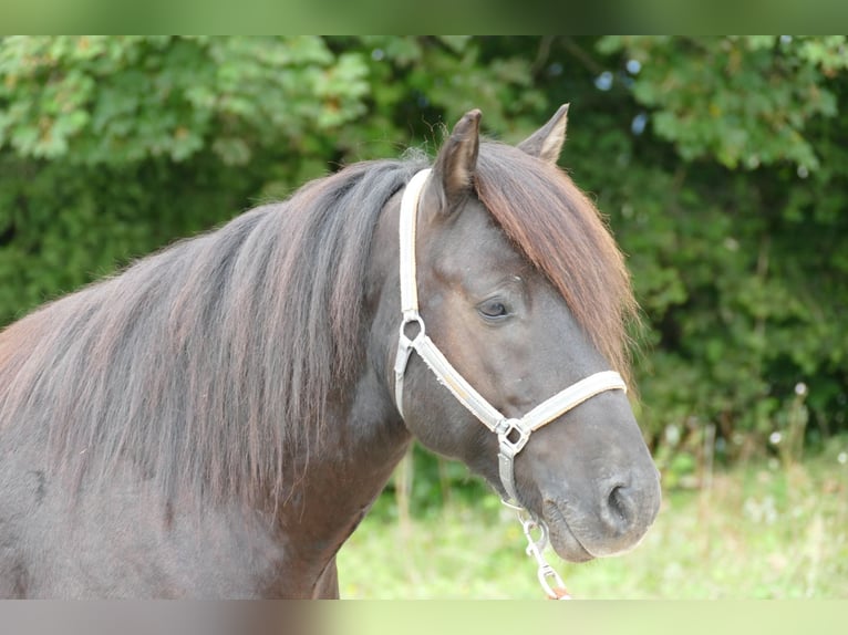 Huçul / Hucul / Huzul Castrone 5 Anni 143 cm Morello in Ramsau