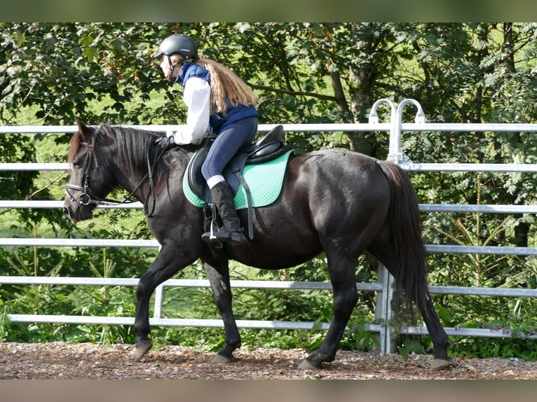 Huçul / Hucul / Huzul Castrone 5 Anni 143 cm Morello in Ramsau