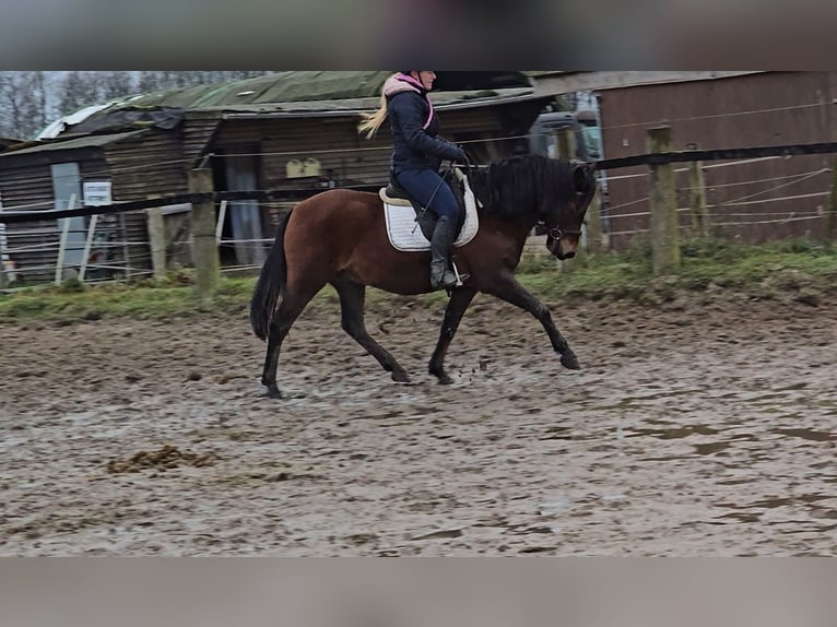 Huçul / Hucul / Huzul Castrone 5 Anni 145 cm Baio in Mülheim an der Ruhr