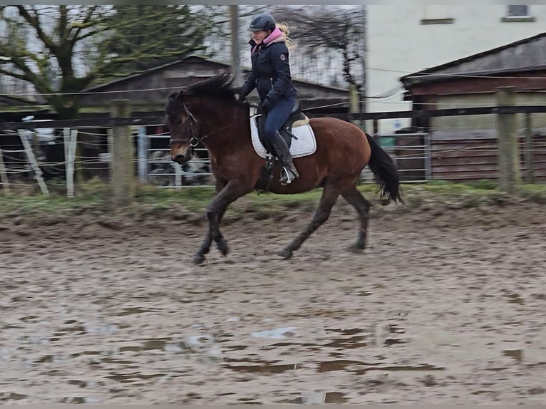 Huçul / Hucul / Huzul Castrone 5 Anni 145 cm Baio in Mülheim an der Ruhr