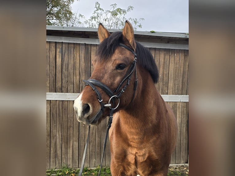 Huçul / Hucul / Huzul Castrone 5 Anni 145 cm Baio in Mülheim an der Ruhr