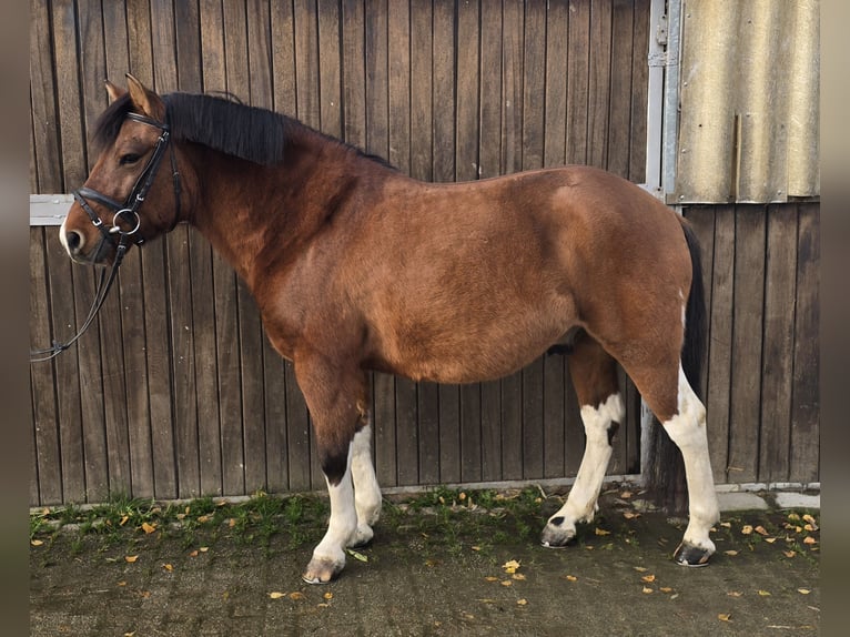 Huçul / Hucul / Huzul Castrone 5 Anni 145 cm Baio in Mülheim an der Ruhr