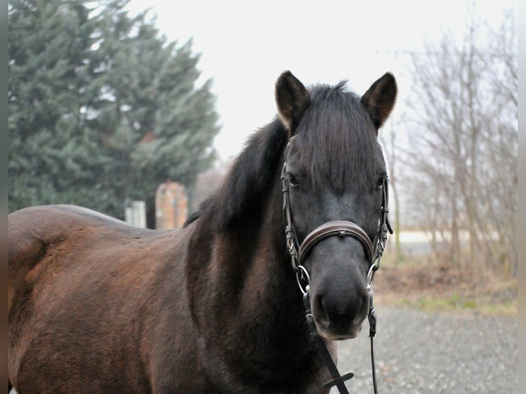 Huçul / Hucul / Huzul Castrone 5 Anni 145 cm Falbo in Schattendorf