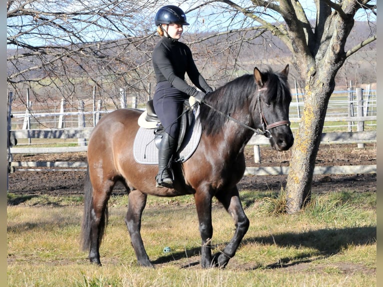 Huçul / Hucul / Huzul Castrone 5 Anni 145 cm Falbo in Schattendorf