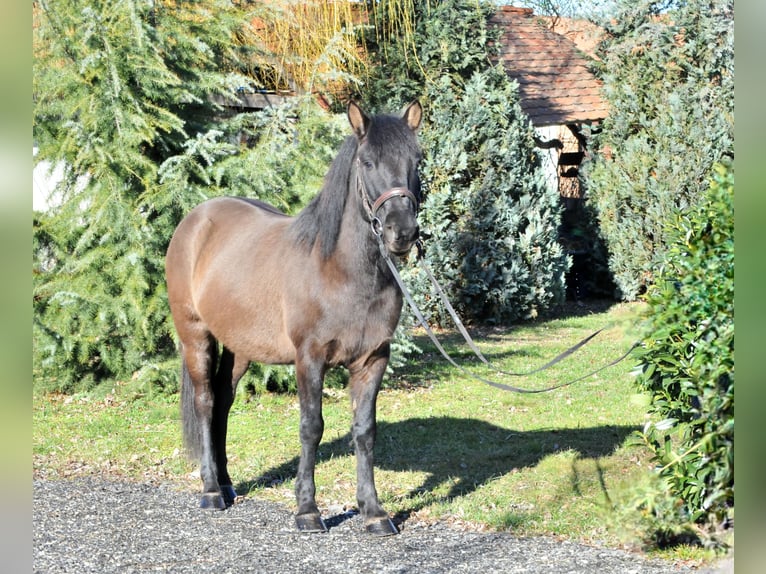 Huçul / Hucul / Huzul Castrone 5 Anni 145 cm Falbo in Schattendorf