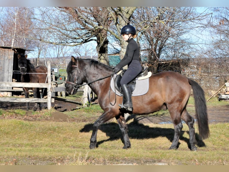 Huçul / Hucul / Huzul Castrone 5 Anni 145 cm Falbo in Schattendorf