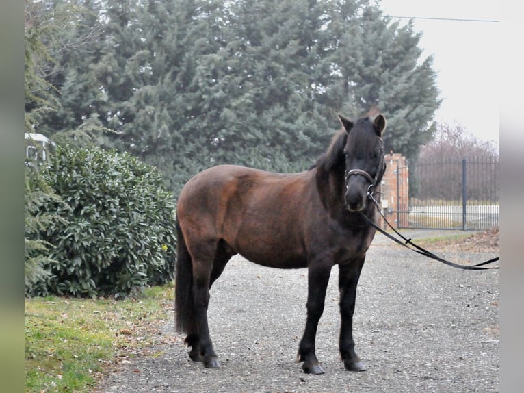 Huçul / Hucul / Huzul Castrone 5 Anni 145 cm Falbo in Schattendorf