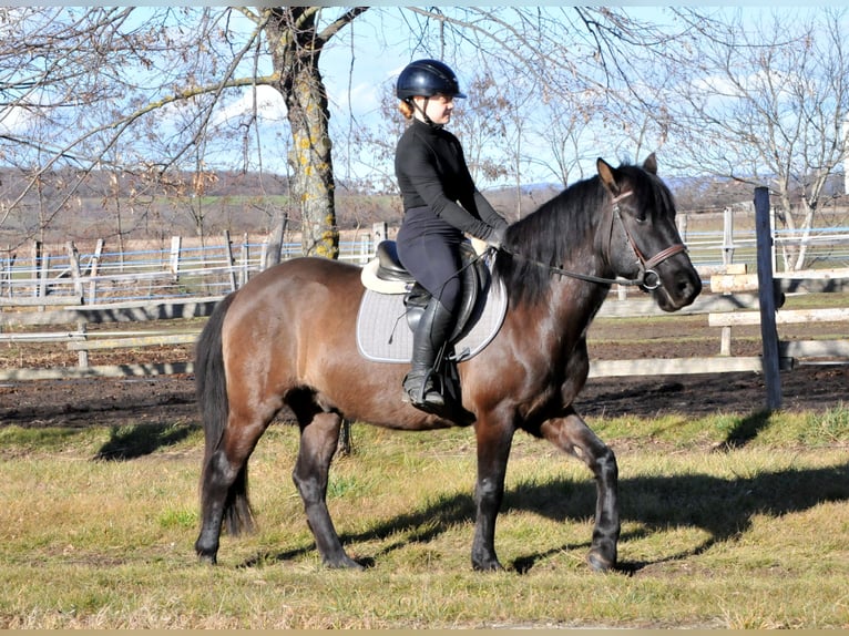 Huçul / Hucul / Huzul Castrone 5 Anni 145 cm Falbo in Schattendorf