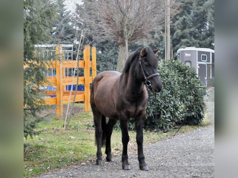 Huçul / Hucul / Huzul Castrone 5 Anni 145 cm Falbo in Schattendorf