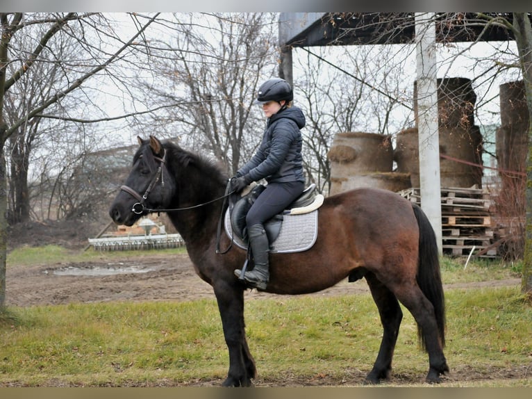 Huçul / Hucul / Huzul Castrone 5 Anni 145 cm Falbo in Schattendorf