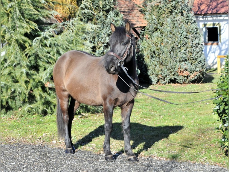 Huçul / Hucul / Huzul Castrone 5 Anni 145 cm Falbo in Schattendorf