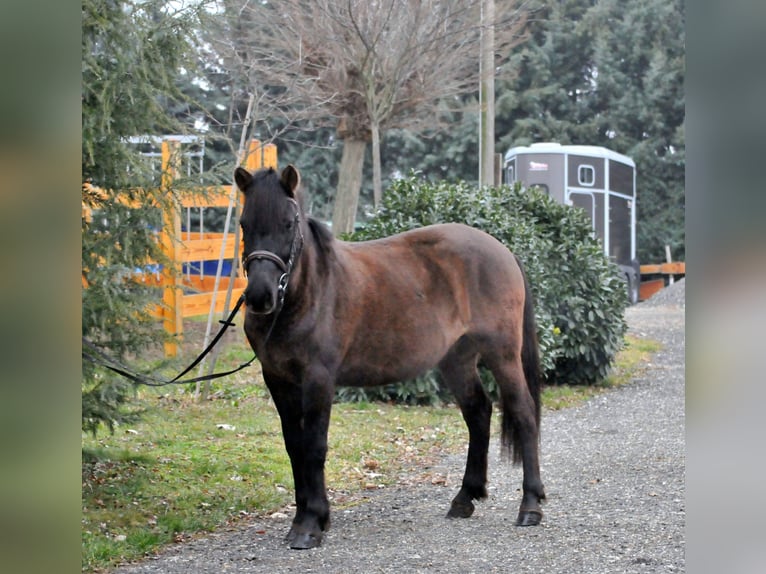 Huçul / Hucul / Huzul Castrone 5 Anni 145 cm Falbo in Schattendorf