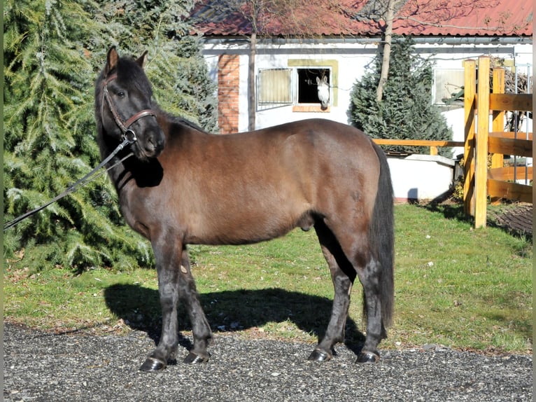 Huçul / Hucul / Huzul Castrone 5 Anni 145 cm Falbo in Schattendorf