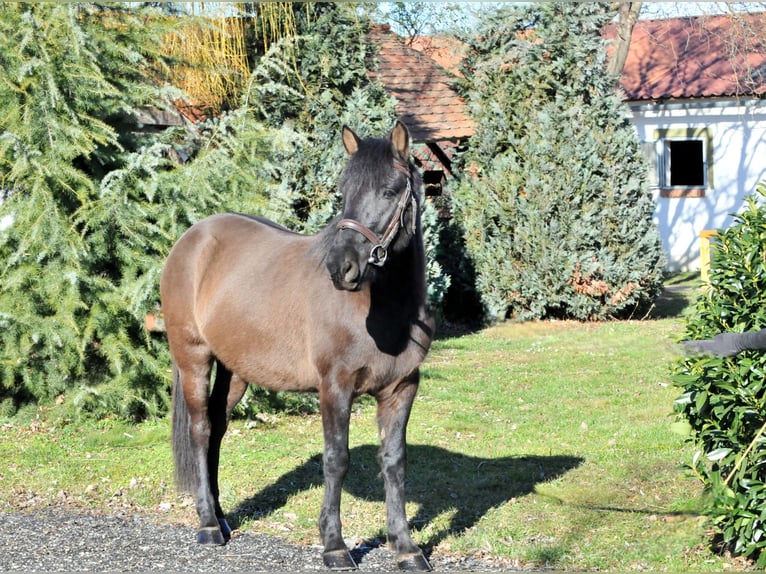 Huçul / Hucul / Huzul Castrone 5 Anni 145 cm Falbo in Schattendorf