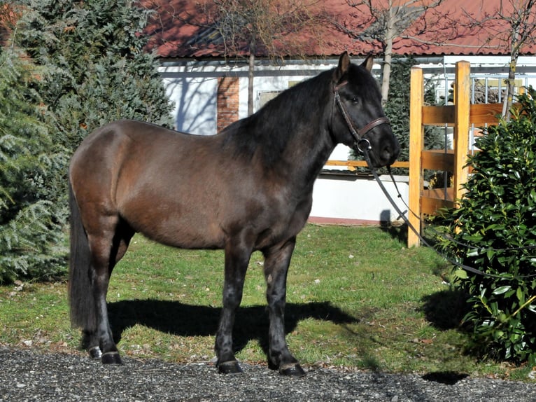 Huçul / Hucul / Huzul Castrone 5 Anni 145 cm Falbo in Schattendorf