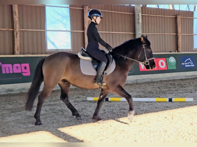 Huçul / Hucul / Huzul Castrone 5 Anni 145 cm Falbo in Schattendorf