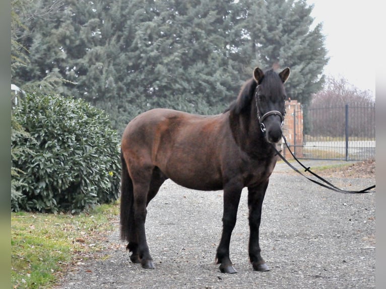 Huçul / Hucul / Huzul Castrone 5 Anni 145 cm Falbo in Schattendorf