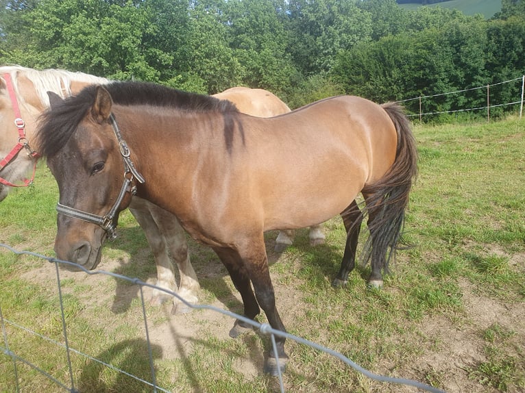 Huçul / Hucul / Huzul Castrone 6 Anni 137 cm Baio in Reichenbach/Vogtland