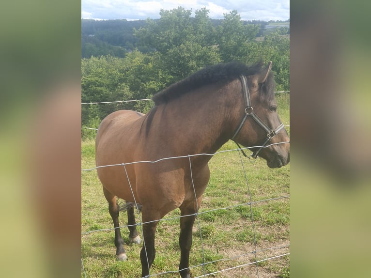 Huçul / Hucul / Huzul Castrone 6 Anni 137 cm Baio in Reichenbach/Vogtland