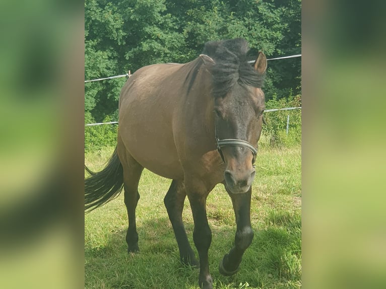 Huçul / Hucul / Huzul Castrone 6 Anni 137 cm Baio in Reichenbach/Vogtland