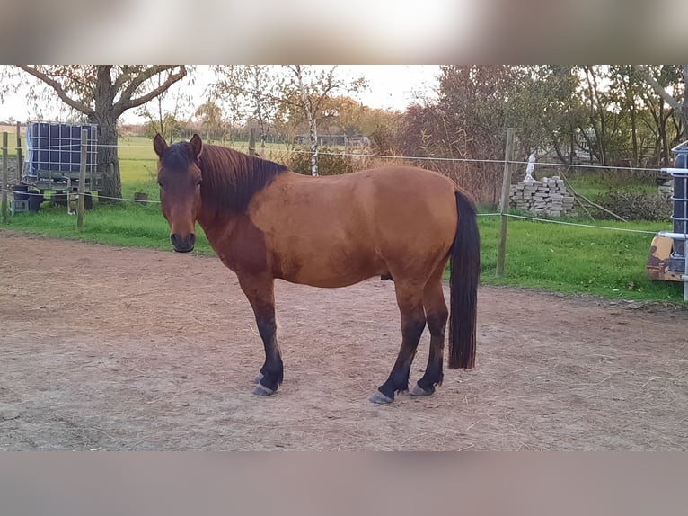 Huçul / Hucul / Huzul Castrone 6 Anni 138 cm Baio in Oggau am Neusiedler See