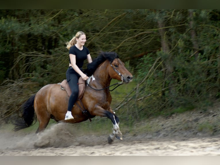 Huçul / Hucul / Huzul Castrone 6 Anni 142 cm Pezzato in Oberlangen